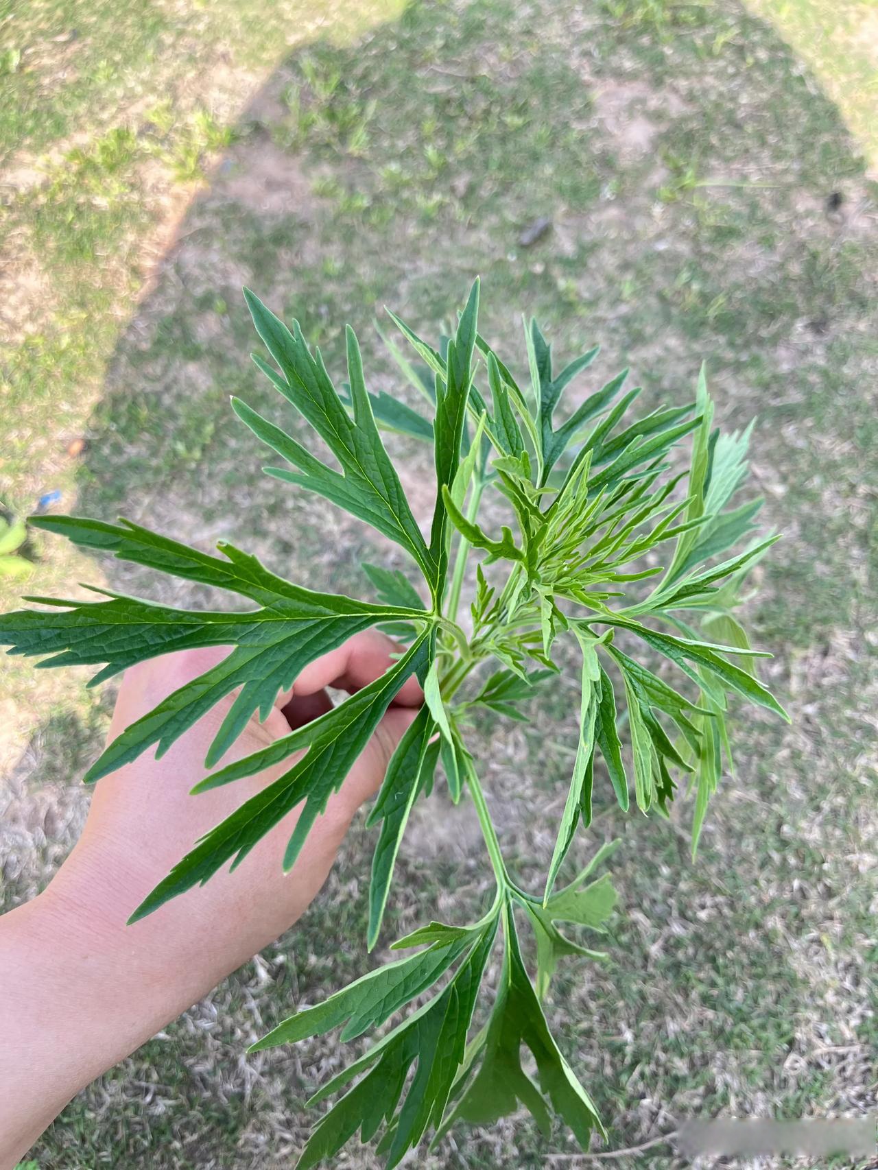 荆州头条湖北的朋友帮我看看哪个是艾草?      图4是百分百的艾草,是