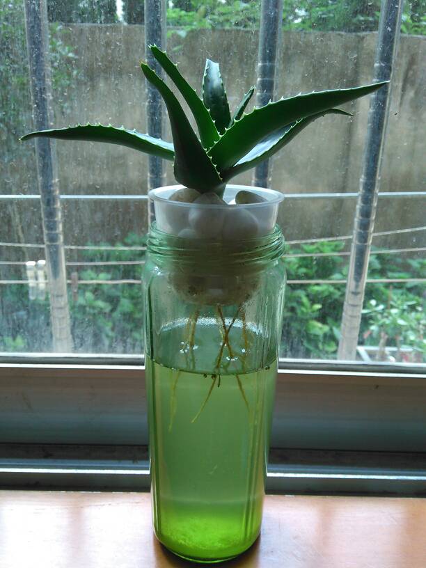 热心网友  2015-09-19  追答 大芦荟下了很多崽,我水培了一棵还长了不