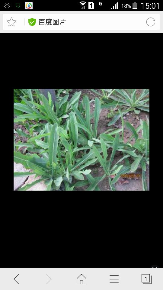 兔子该吃什么草,最好不要买,要带图片