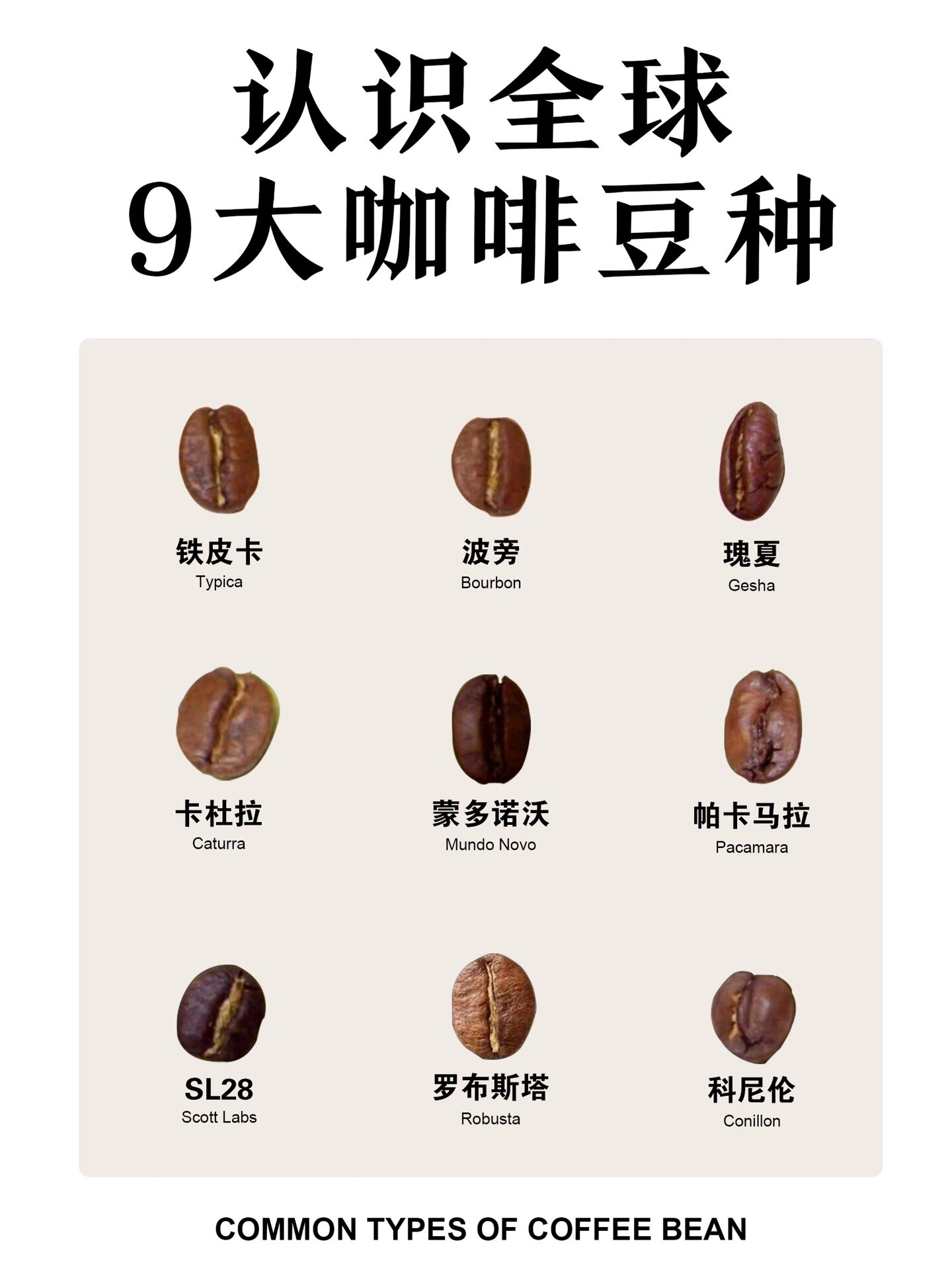 咖啡小白必须知道的9大咖啡豆品种6015收藏 今天来带大家认识9种