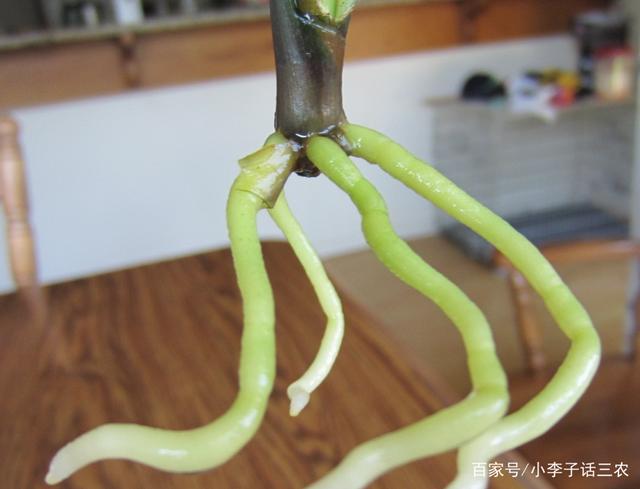 如何让君子兰快速生根?除了注意温度,这几点也至关重要!