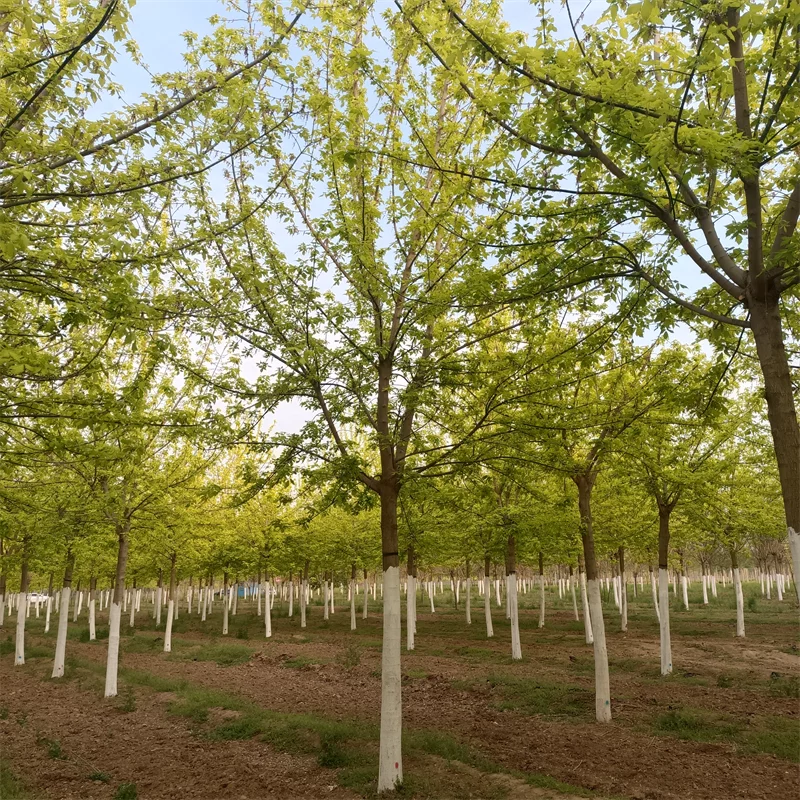 【易成活金叶复叶槭18公分 复叶槭18cm根系发达别墅造型风景树】价格