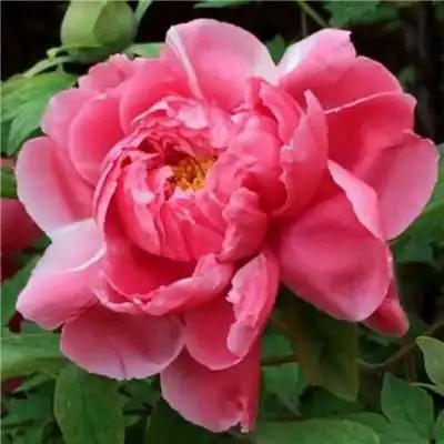 适合做头像的牡丹花朵图片 高清花开富贵牡丹_微信头像_头像屋