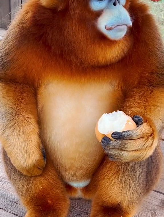 大宝:我是不是转圈吃比较好,国宝金丝猴太能吃了,太可爱了