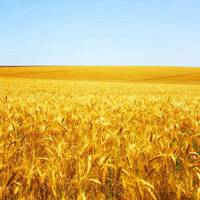 金黄的麦田头像_微信头像图片大全