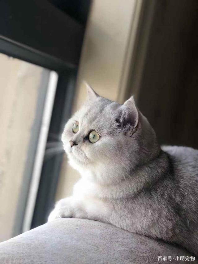 朋友家有只发腮特别成功的英短银渐层,第一次听我还不信,难道发个腮就