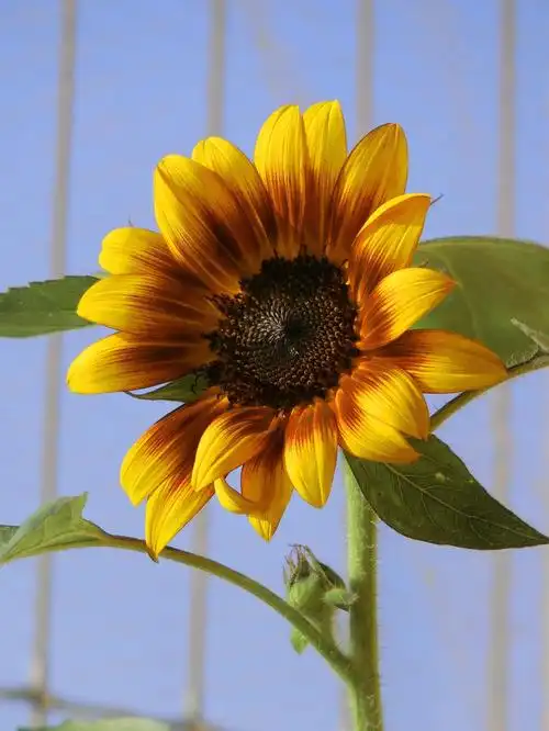7月份播的向日葵开花了