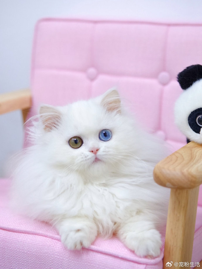 壁纸 动物 猫 猫咪 小猫 桌面 690_921 竖版 竖屏 手机