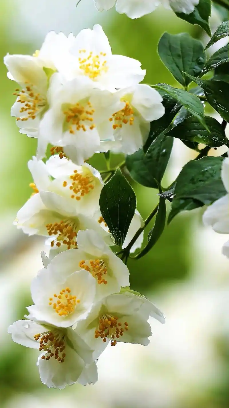 抖音图文来了 #壁纸 #治愈系 花开倾城,淡雅心情#小清新 - 抖音