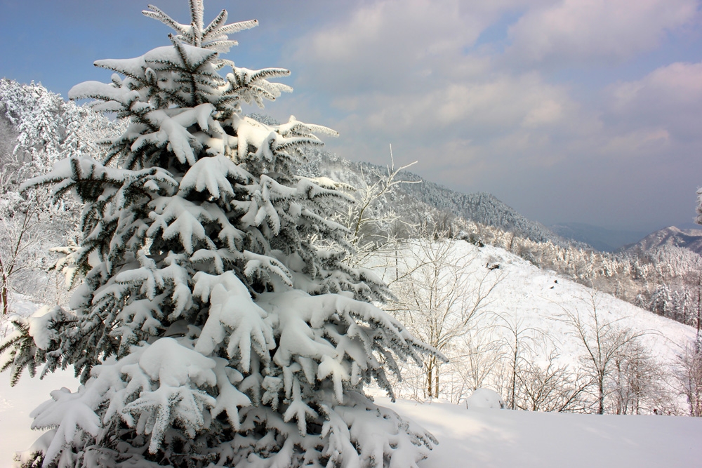 白雪纷飞听雪的声音