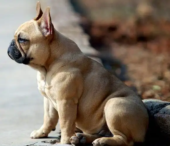 符合标准的,完美的法国斗牛犬,都应有这些特征,你家爱犬有吗?