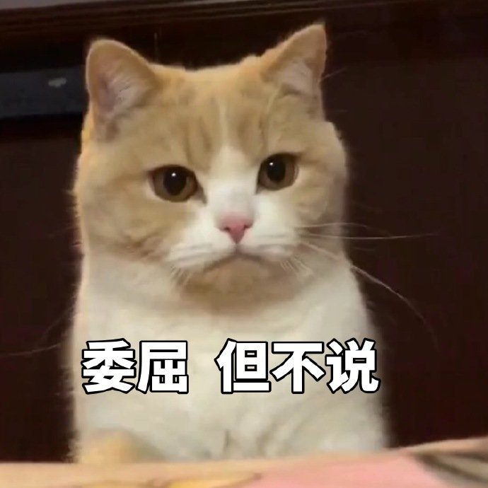 萌宠gif喵星人gif委屈但不说gif憋屈gif可爱gif呆萌gif