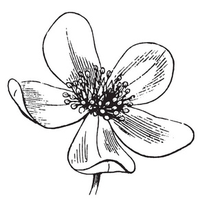 圆圈四叶花瓣图片-圆圈四叶花瓣素材-圆圈四叶花瓣插画-摄图新视界