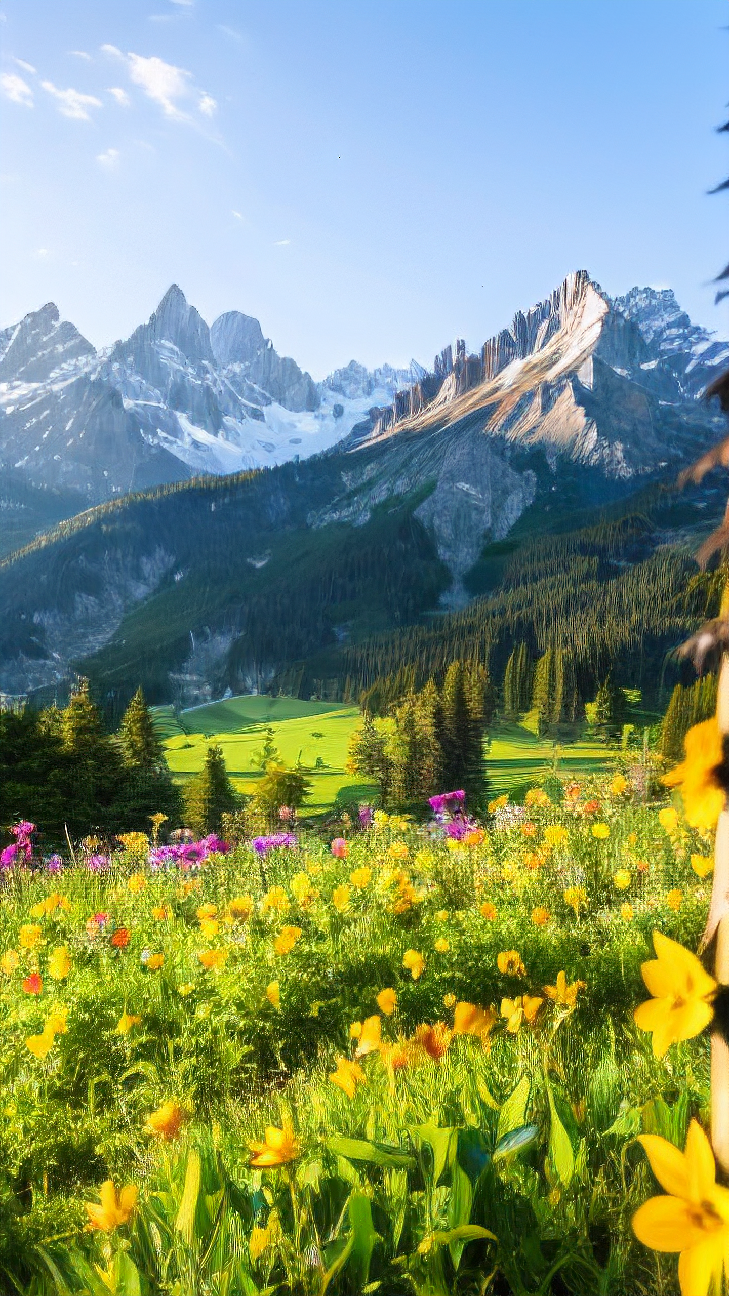 绿色壁纸🌳,森系清新之选🍃