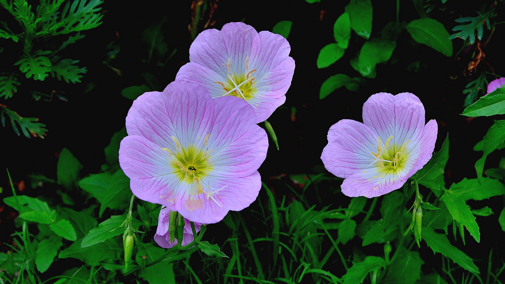 月见草花清新图片高清电脑壁纸
