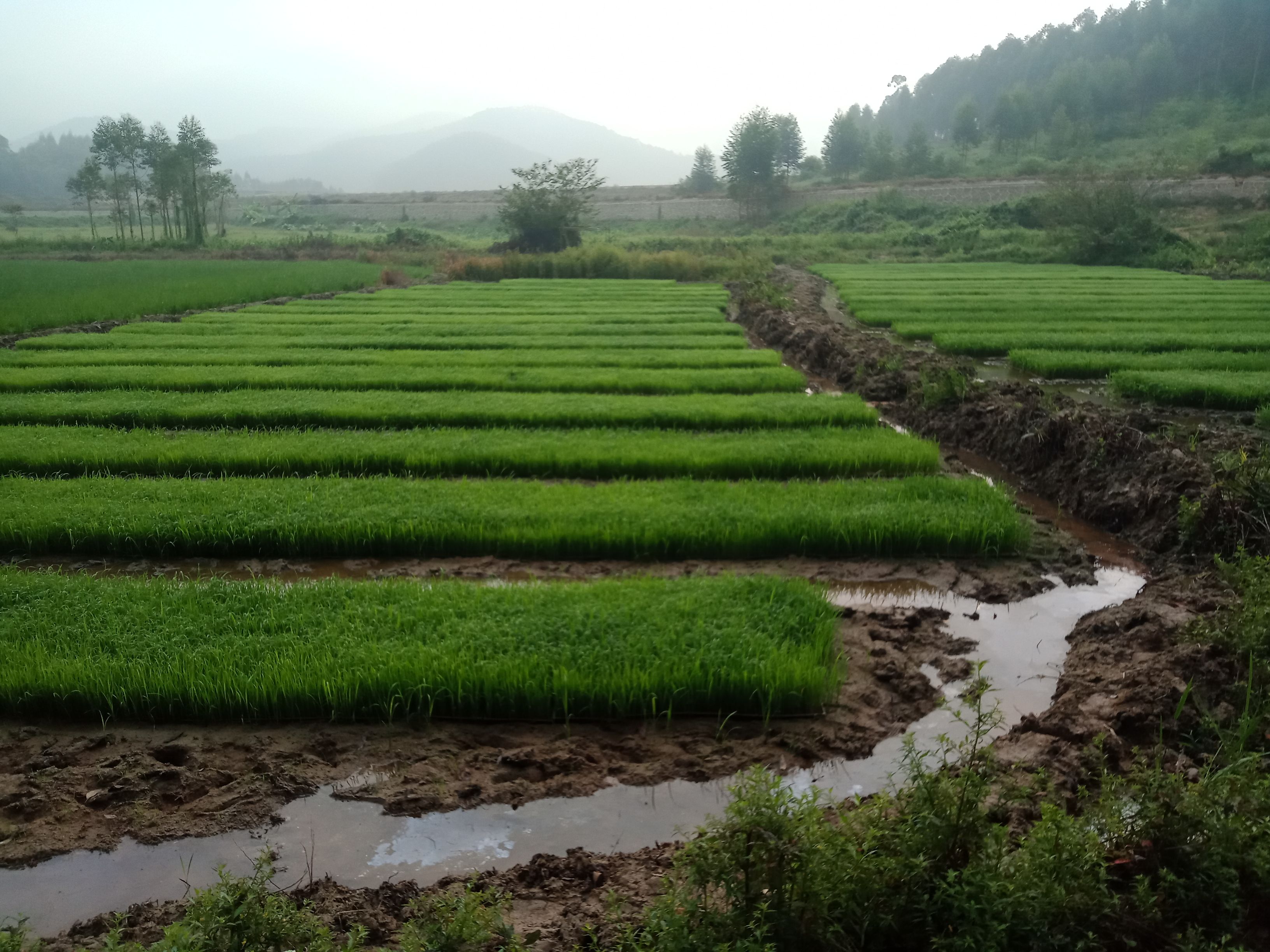 建设美丽乡村——垦造水田篇(一百)