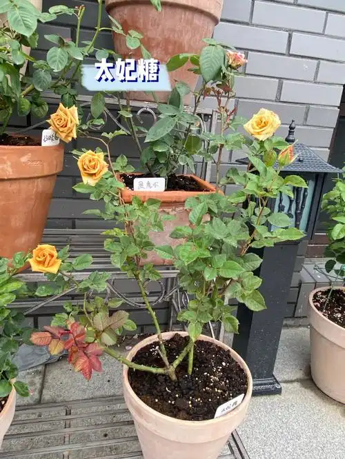 太妃糖让人很想吃的复古色月季