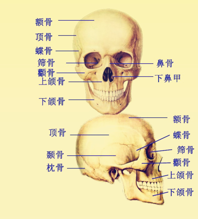 蝶骨是哪一块骨头?长什么样子?在哪个部位?