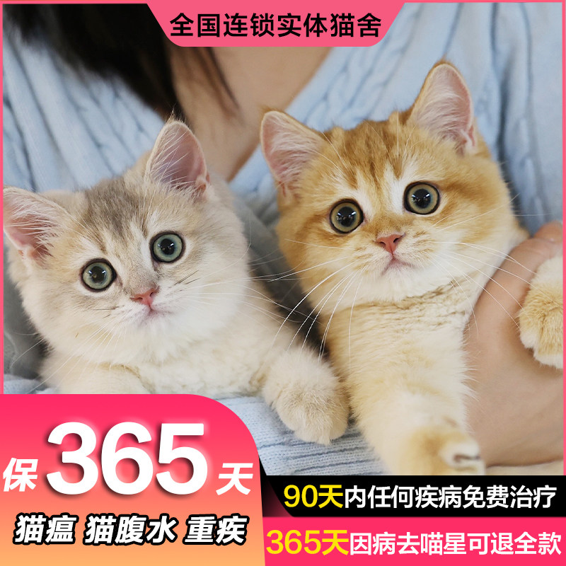 英短蓝金渐层ay12色蓝金11色蓝金金渐层英短金点猫[港澳专拍链接]