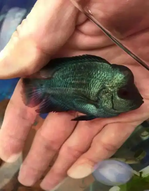 泰国罗汉鱼苗精品起头大苗亚成金花泰金火凤凰热带淡水活体观赏鱼高起