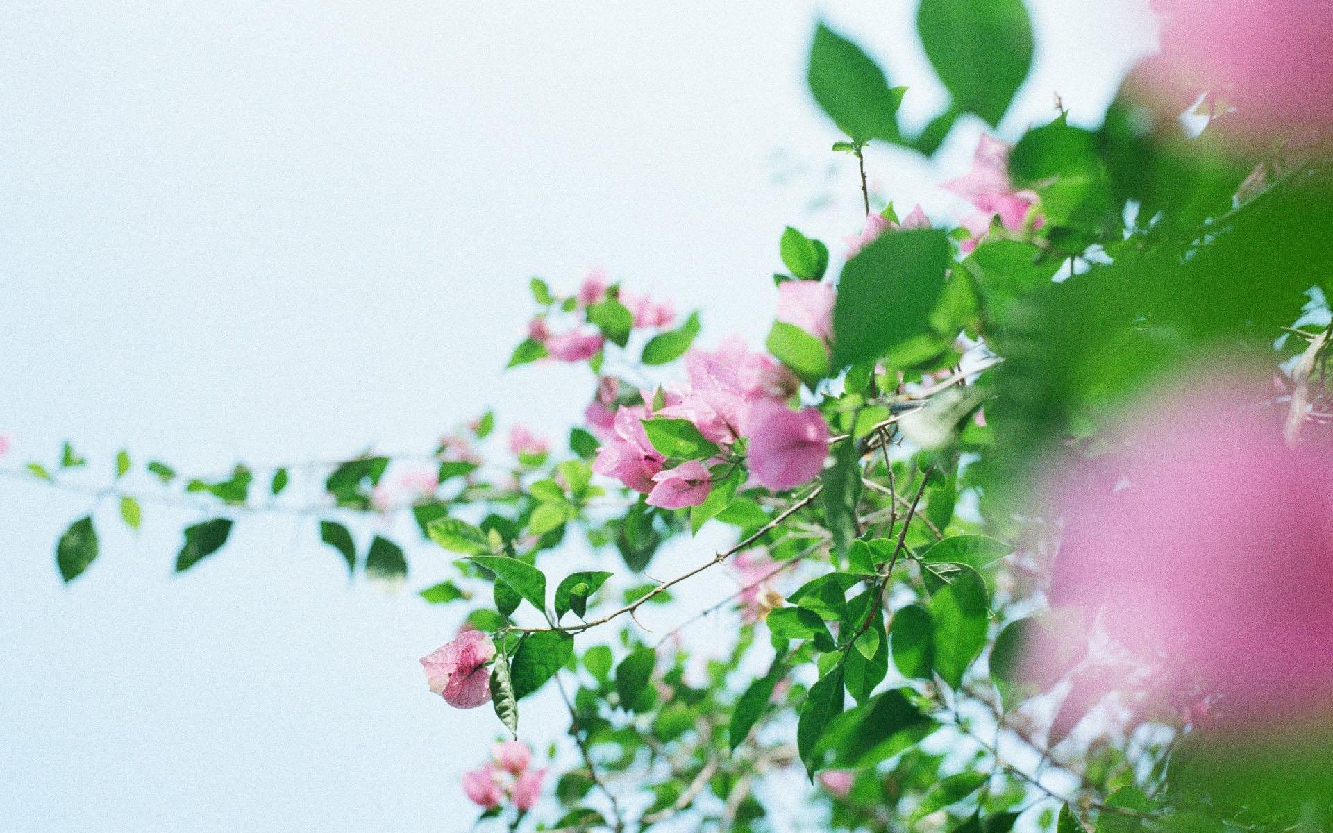 治愈系唯美花卉植物高清图片桌面壁纸