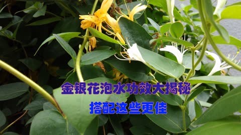 金银花泡水功效大揭秘,搭配这些更佳,但这些禁忌你必须知道