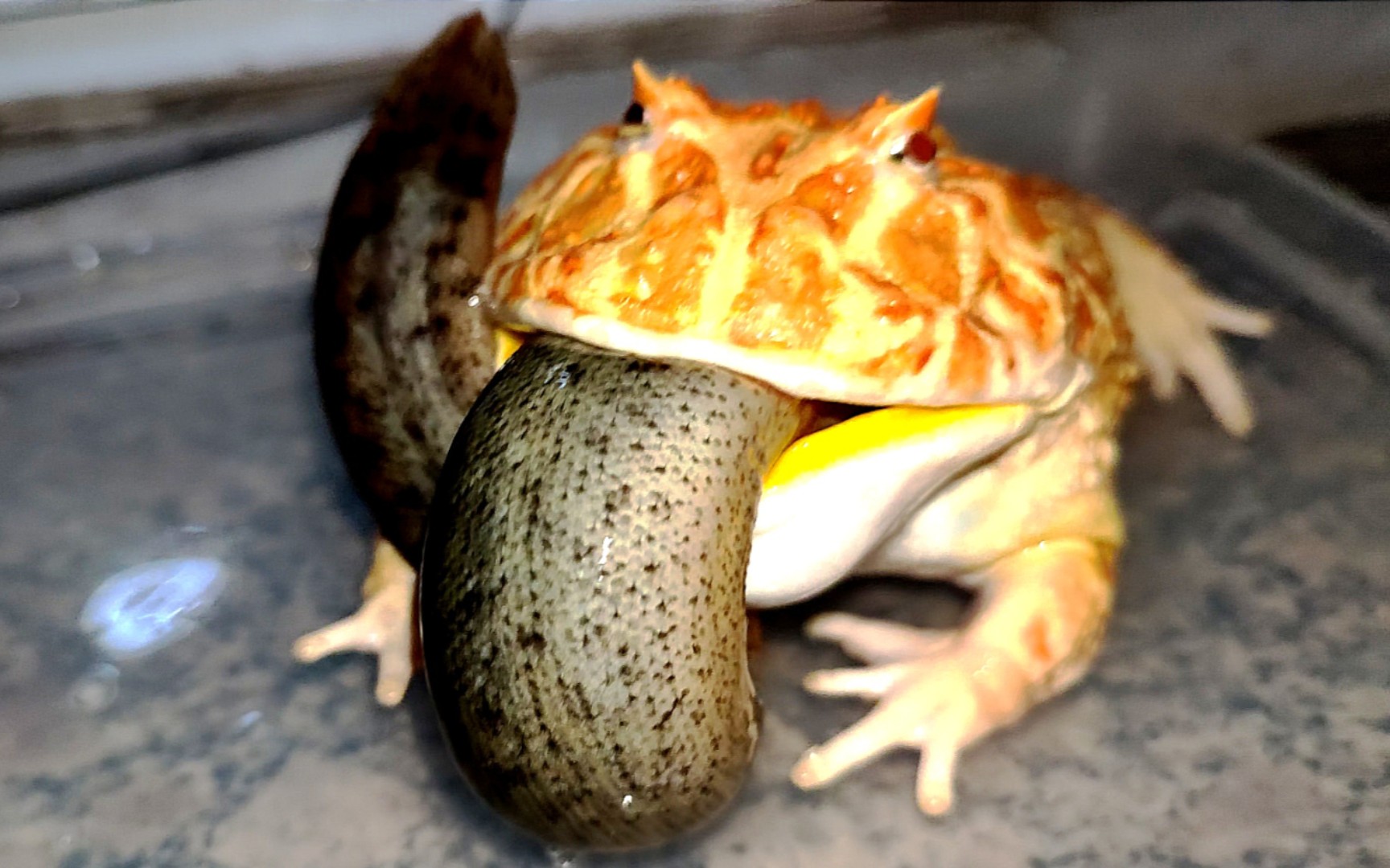 贪得无厌血丝南瓜角蛙血盆大口吞噬大泥鳅