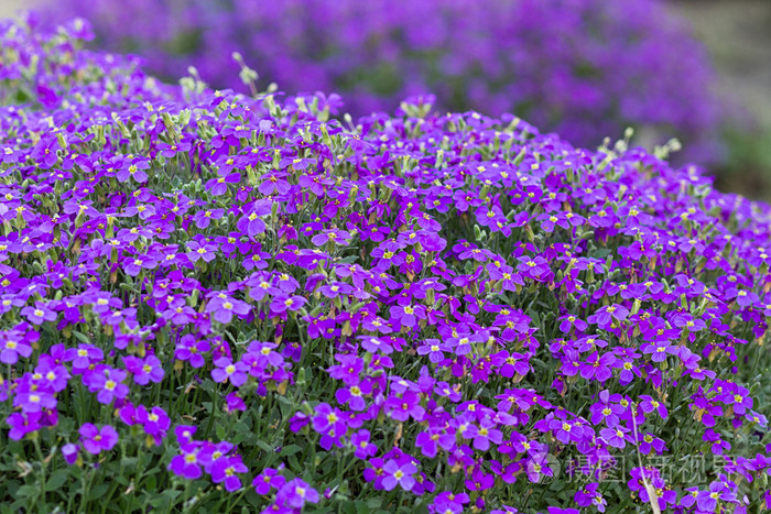 紫色的紫罗兰花