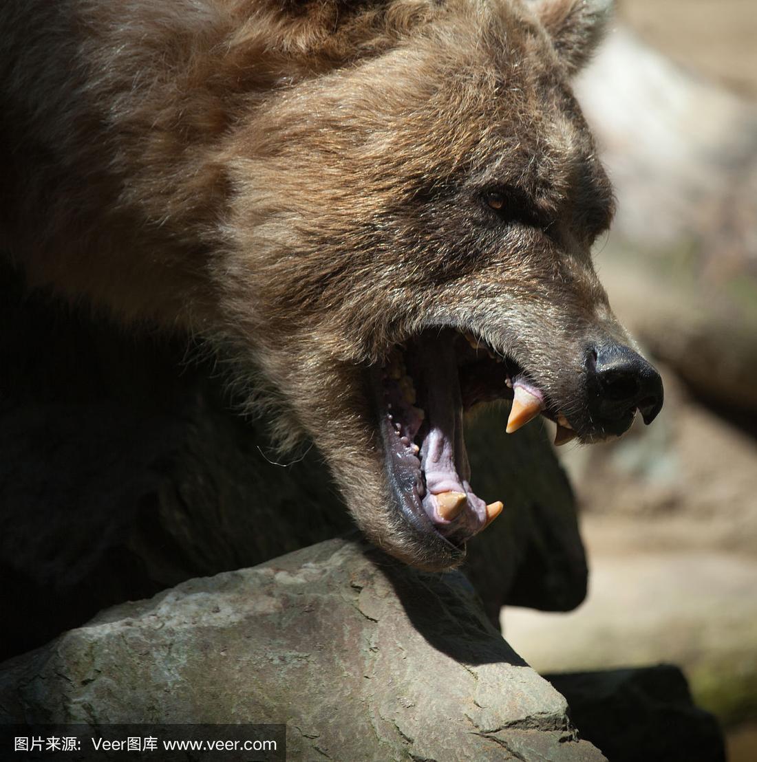 棕熊,张开嘴咆哮