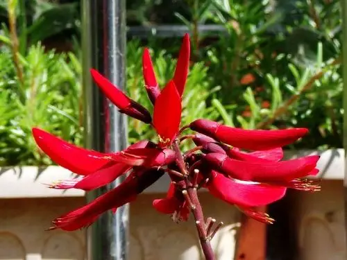 乌拉圭国花:象牙红