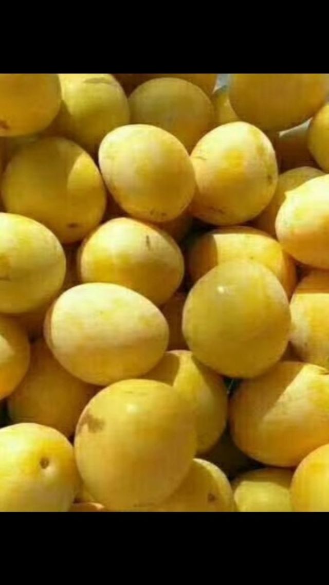 金西梅,8成熟色泽金黄,汁多脆甜,丰产,西梅苗新品种