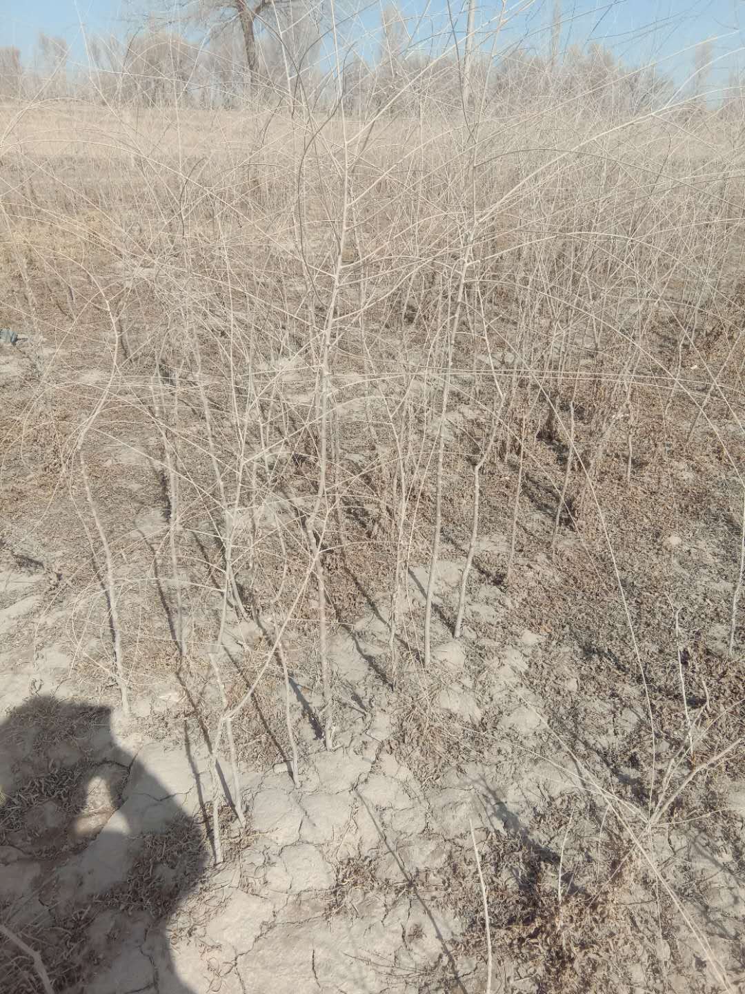 1-2厘米的胡杨树苗,新疆杨树苗