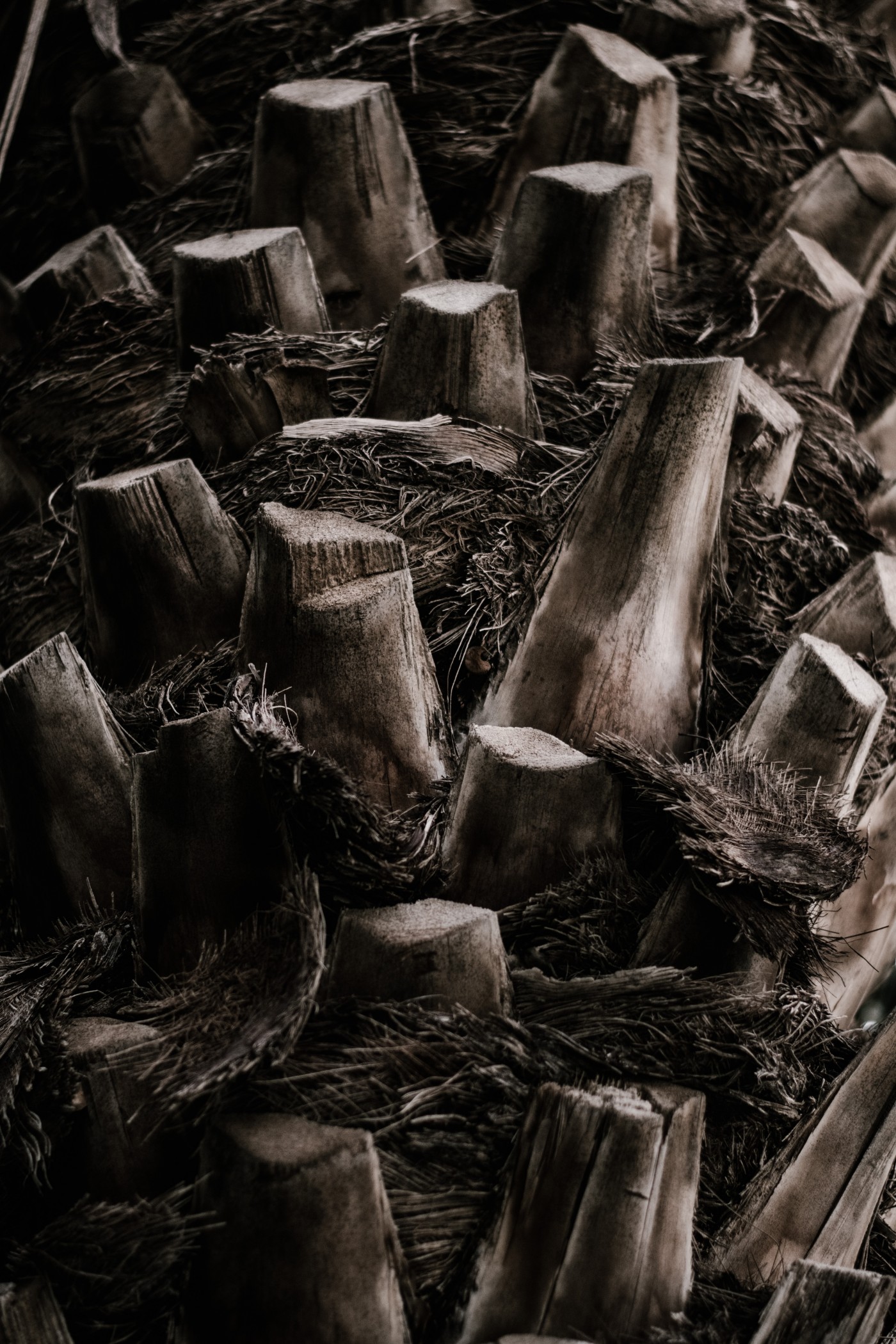 砍断的树桩图片