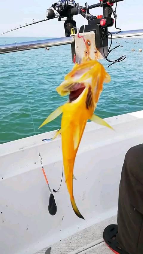 听说过"喷火鱼"吗?那你知道它是怎么"喷火"的吗?