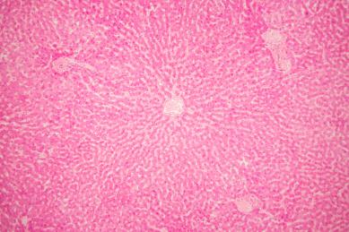 人类正常肝脏高倍镜下的照片