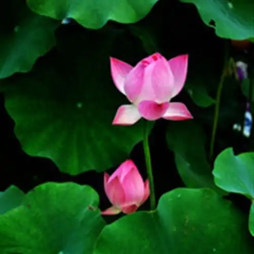 独一无二的莲花头像图片,适合做头像的荷花图片-唯美头像