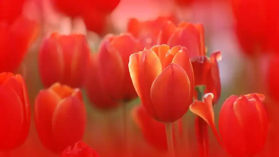 标题:红红火火过大年