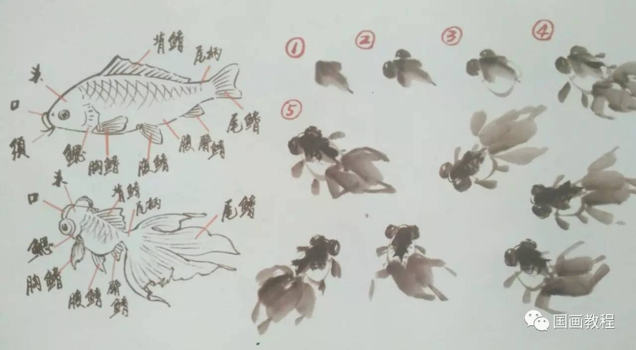 花鸟教程金鱼的步骤画法