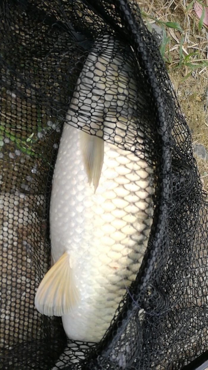 人生中钓的最大草鱼