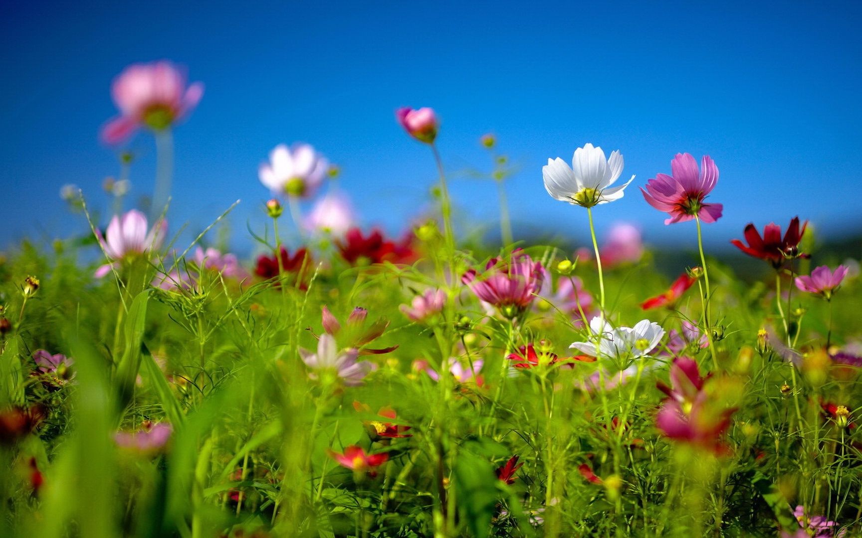 治愈系古筝曲《恋春风》,多么想在春风拂绿的时节遇见你~_哔哩哔哩