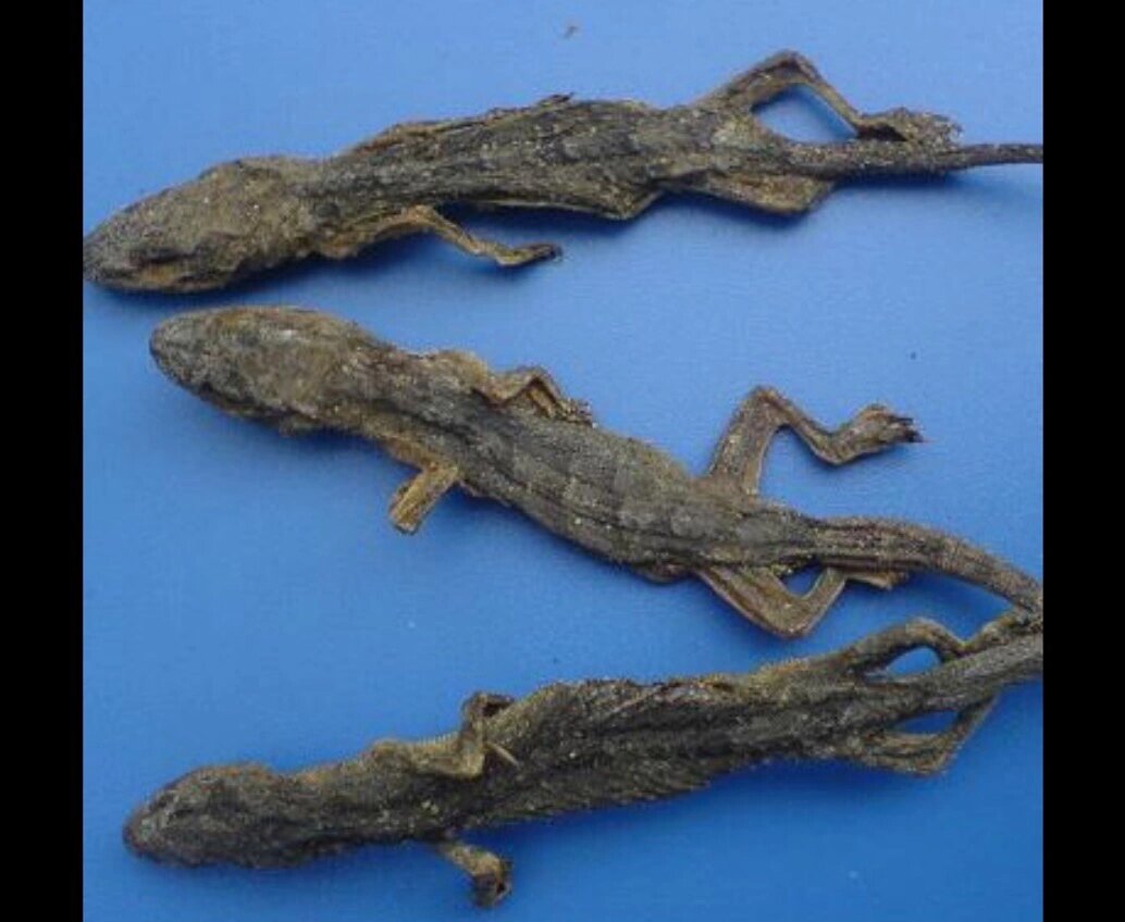 壁虎又名天龙 #壁虎##天龙# 天龙的功能与主治: 1.