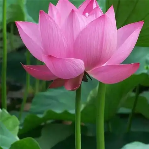 131张最漂亮荷花大全头像 唯美适合做头像的荷花图片_微信头像_头像屋