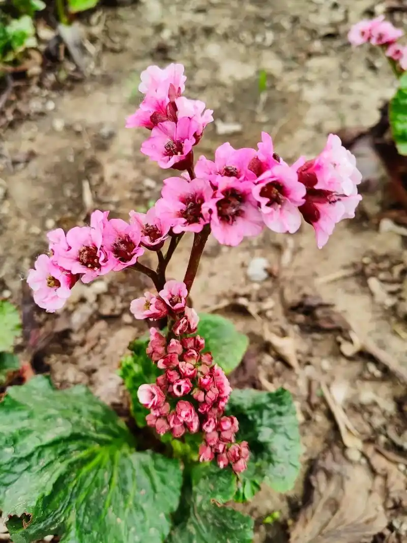 身边植物之厚叶岩白菜:虎耳草科岩白菜属的一种植物.叶基生,革 - 抖音