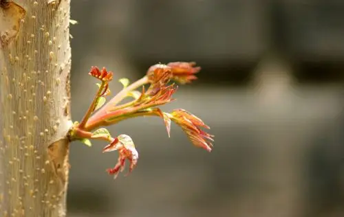 春养菜谱金贵香椿初春来芬人齿颊唯有它