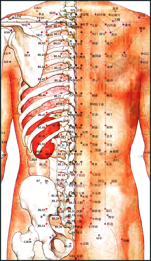 【转】【穴位大图】 可以看到跟经络和骨头的位置