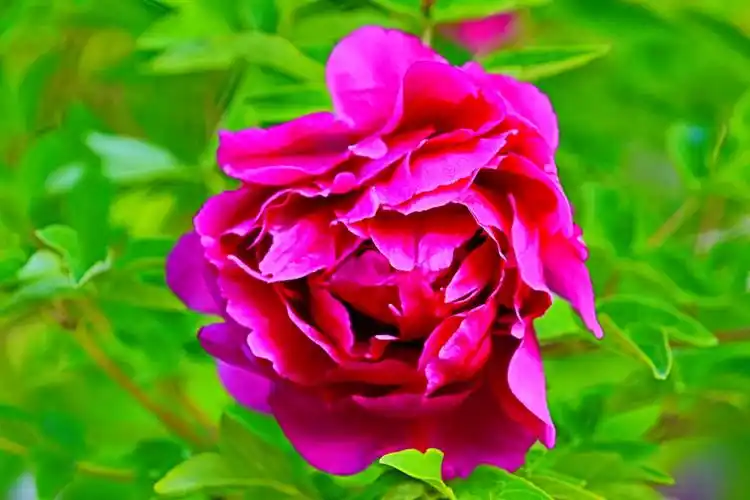 好一朵美丽的牡丹花