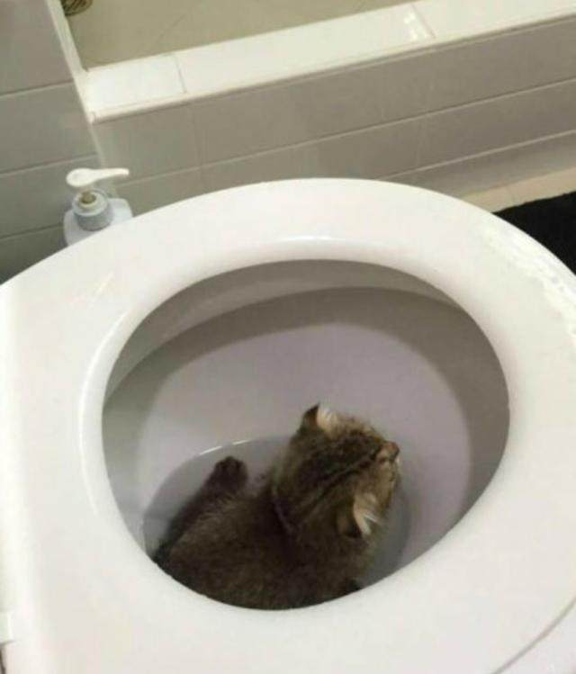 然后猫咪又淡定地蹲在里面拉粑粑,主人看了也是哭笑不得,心还真是大呀