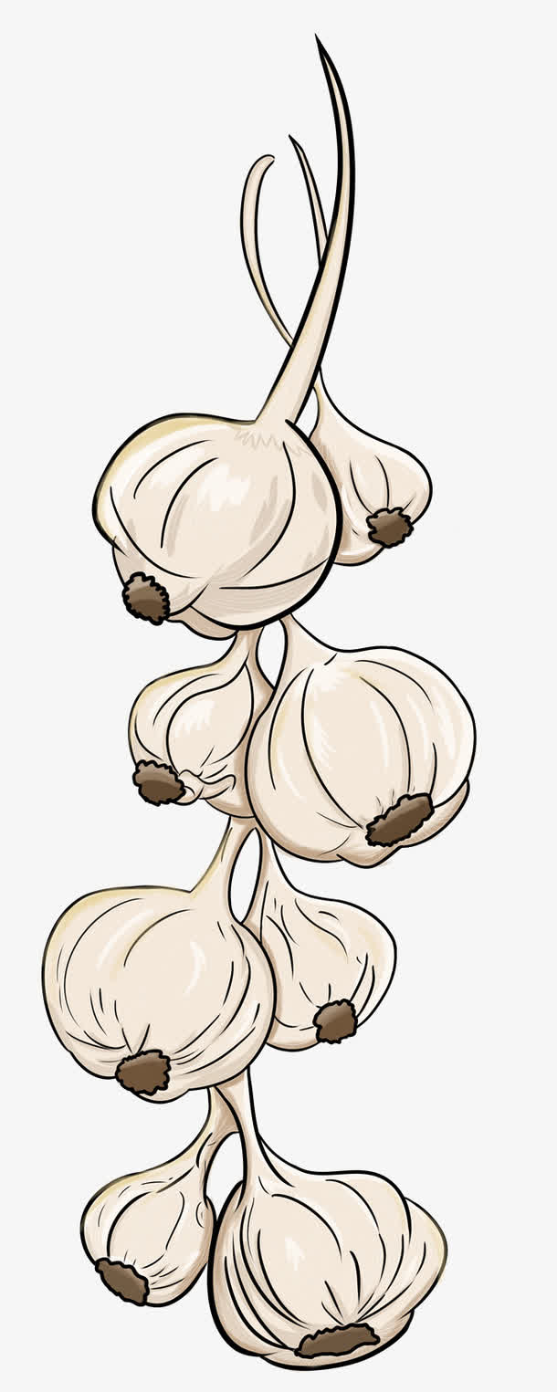 卡通白色大蒜