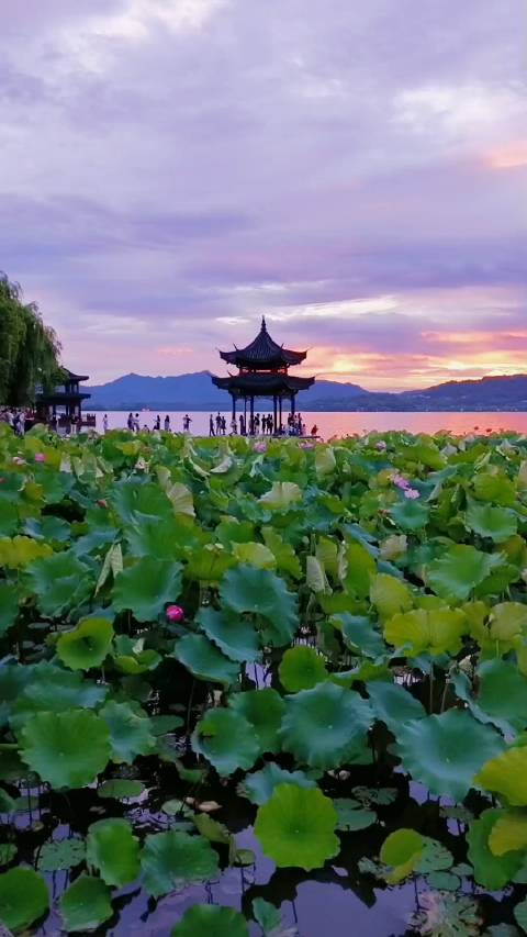 西湖美景,六月天哎 梅雨绵绵,荷叶连天 孤山不孤