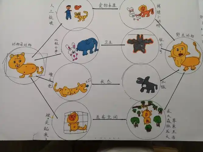 瞧,尧尧利用思维导图的形式,画出了他观察到的野生动物与动物园动物